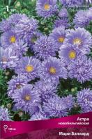 Астра Мари Баллард 1шт (Поиск)