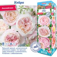 Роза Кейра (Английская) 1шт (Сиб сад)