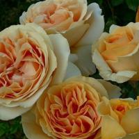 Роза Кэндллайт (Чайно-гибридная) 1-3 побега ОКС 10шт/пучок (Сиб сад)