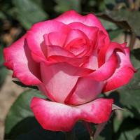 Роза Хайлендер (Чайно-гибридная) 1-3 побега ОКС 10шт/пучок (Сиб сад)