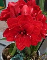 Амариллис Амарантия 24/26 1шт (Поиск)