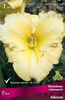 Лилейник Айскэп 1шт (Поиск)