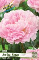 Пион Альберт Краусс 2/3 1шт (Колорлайн)