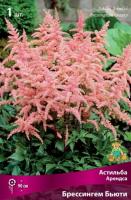 Астильба Брессингем Бьюти 1шт (Поиск)