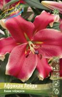 Лилия Африкан Лейди (ОТ гибрид) 12/14 5шт (Колорлайн)