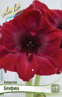 Амариллис Бенфика 22/24 1шт (Колорлайн)