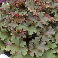 Гейхера Рекс Ред 1шт (Поиск)