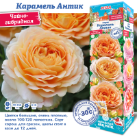 Роза Карамель Антик (Чайно-гибридная) 1шт (Сиб сад)