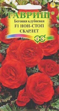 Бегония Нон-стоп F1 Скарлет клубневая 4шт (Гавриш) Бегония Нон-стоп F1 Скарлет клубневая 4шт (Гавриш)