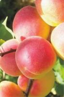 Абрикос Сардоникс (саженец с этикеткой) 1шт (Сиб Сад)