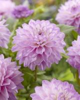 Георгина Блю Уиш 1шт (Колорлайн)