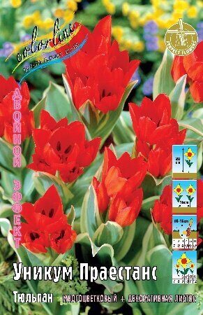 Тюльпан Уникум Праестанс 10/11 7шт (Колорлайн)