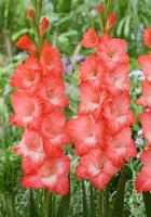 Гладиолус Ин Стайл 10/12 10шт (Колорлайн)