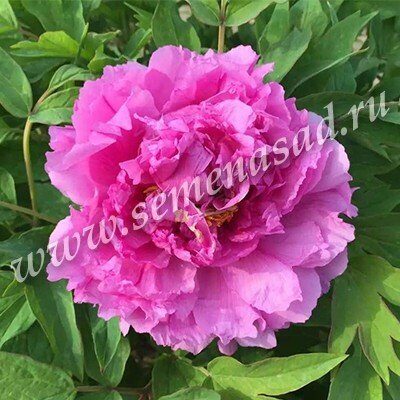 Пион Богатство и Звание ДР/привитый (коробка) 1шт (Поиск)