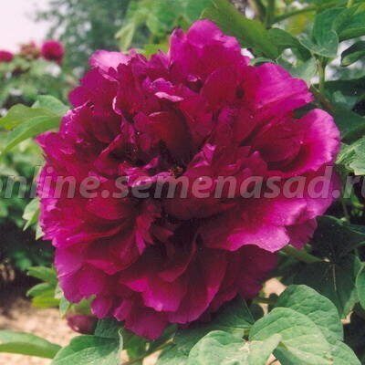 Пион Глубокое синее море ДР/привитый (коробка) 1шт (Поиск)