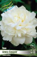 Пион Алиса Хардинг 2/3 1шт (Колорлайн)