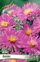 Астра Аннеке 1шт (Колорлайн)