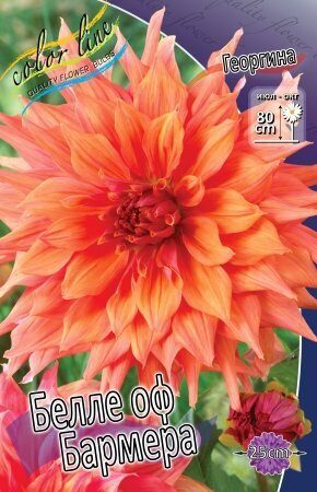 Георгина Белле оф Бармера 1шт (Колорлайн)