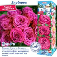 Роза Блуберри (Чайно-гибридная) 1шт (Сиб сад)