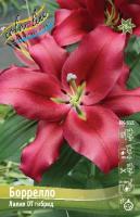 Лилия Боррелло (OT гибрид) 14/16 5шт (Колорлайн)