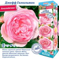 Роза Джефф Гамильтон (Английская) 1шт (Сиб сад)