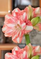 Амариллис Бьютифул Эмошион 22/24 1шт (Колорлайн)