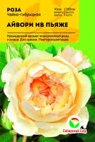 Роза Айвори Ив Пьяже (Чайно-гибридная) С ЦВ.ЭТИКЕТКОЙ 1шт (Сиб сад)