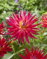 Георгина Бора Бора 1шт (Колорлайн)