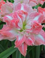 Амариллис Прити Нимф 24/26 1шт (Поиск)