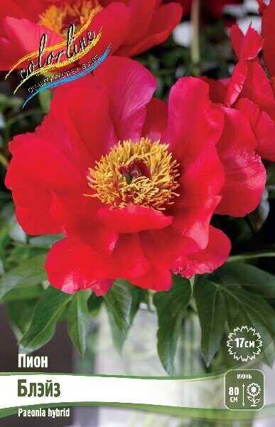 Пион Блэйз 2/3 1шт (Колорлайн)