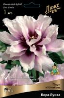 Пион Кора Луиза (ИТО) 2/3 1шт (Поиск)