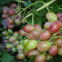 Виноград Шахерезада (коробка) 1шт (Сиб сад)