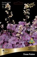 Гейхера Плам Ройял 1шт (Поиск)