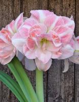 Амариллис Блоссом Нимф 26/28 1шт (Поиск)