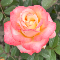 Роза Марилин (Чайно-гибридная) 1-3 побега ОКС 10шт/пучок (Сиб сад)