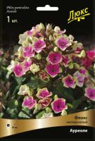 Флокс Ауреоле 1шт (Поиск)