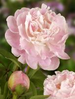 Пион Катрин Фонтейн 2/3 травянистый 1шт (Дери)