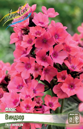 Флокс Виндзор 2шт (Колорлайн)