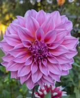 Георгина Артур Хамбли 1шт (Поиск)