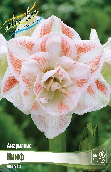 Амариллис Нимф 22/24 1шт (Колорлайн)