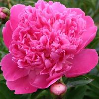 Пион Эдулис Суперба 2/3 1шт (Поиск)