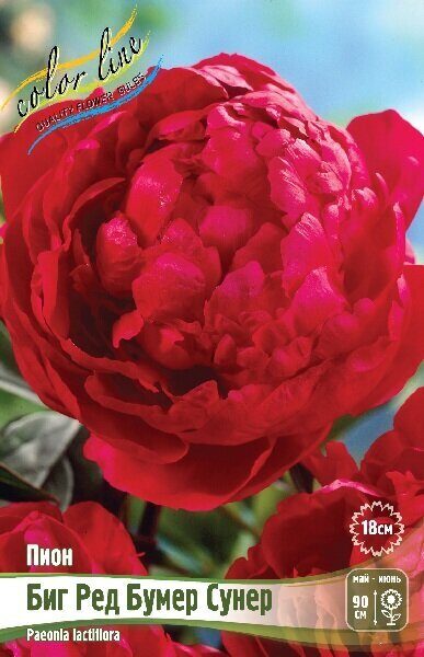 Пион Биг Ред Бумер Сунер 2/3 1шт (Колорлайн)