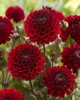 Георгина Баккара 1шт (Колорлайн)