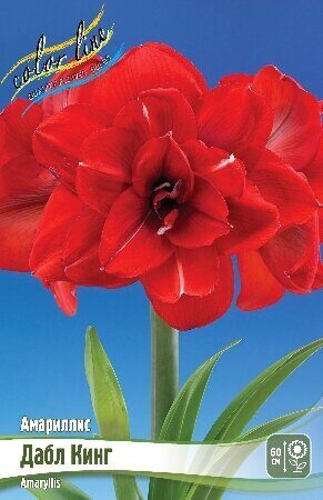 Амариллис Дабл Кинг 22/24 1шт (Колорлайн)