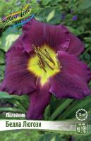Лилейник Белла Люгози 1шт (Колорлайн)