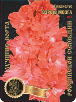 Гладиолус Взрыв Мозга 553,Фотин 1 р-р 7шт (Ф)