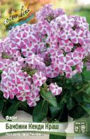 Флокс Бамбини Кенди Краш 1шт (Колорлайн)