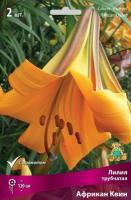 Лилия Африкан Квин (Tрубчатый гибрид) 12/14 3шт (Поиск)