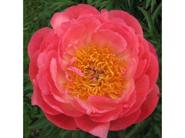 Пион Корал Суприм 2/3 1шт (Поиск)