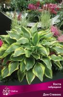 Хоста Дон Стивенс 1шт (Поиск)